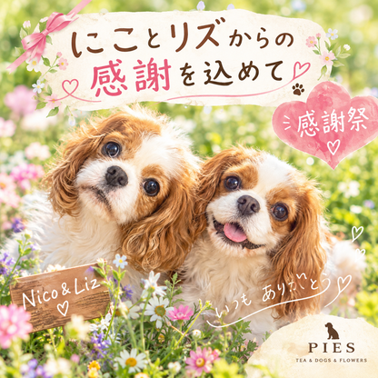 PIES感謝祭🚩